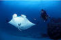 Manta Rays frequent the Reef