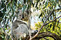 Two Day Great Ocean Road & Phillip Island Wildlife Adventure with Koala Photo