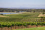 1 Day Hunter Valley Wine & Cheese Tour 