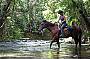 Cape Trib Horse Rides (8am)